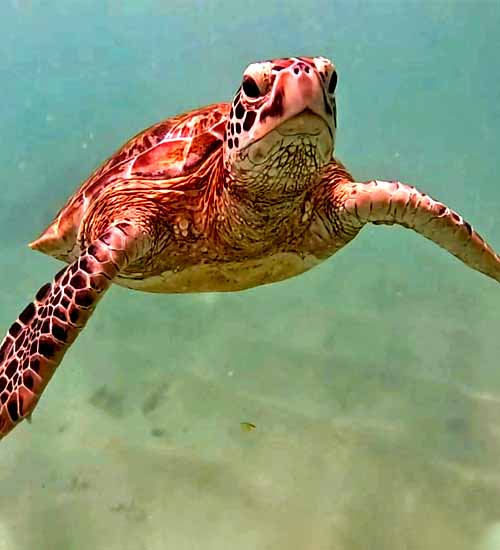 A beautiful turtle swimming in the clear waters of Mirissa