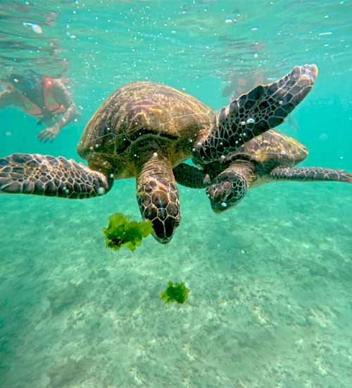 Feeding Turtle in the clear waters of Mirissa