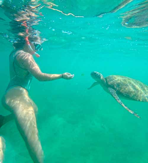 Feeding Turtle in the clear waters of Mirissa