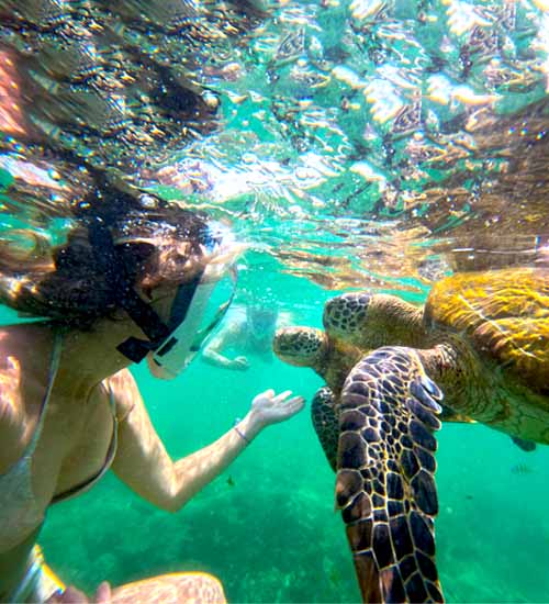 Snorkeling with beautiful Turtle in the clear waters of Mirissa