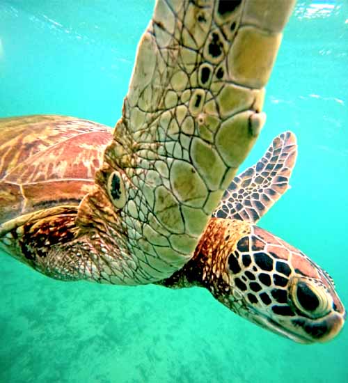 A beautiful turtle swimming in the clear waters of Mirissa