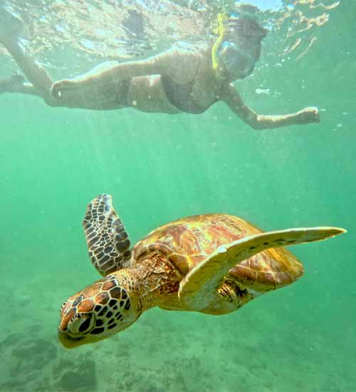 A beautiful turtle swimming in the clear waters of Mirissa