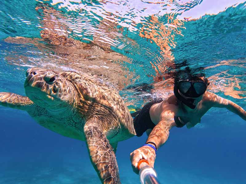 Turtle Snorkeling Tours in mirissa